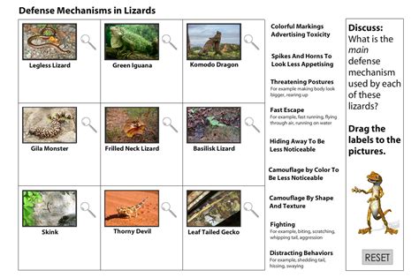 Lizards Defense Mechanisms - Studyladder Interactive Learning Games