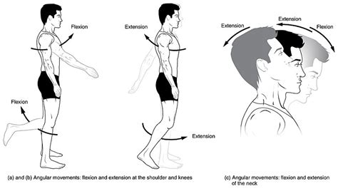 Difference Between Flexion and Extension | Definition, Angle, Examples ...