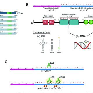 Tau protein structure and nuclear interactions. Structure of the six ...