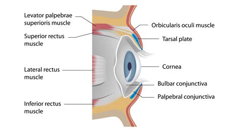 Palpebral Ligament