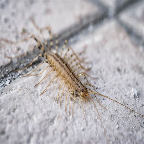 Centipede Pest Control: How to Identify and Get Rid of Centipedes