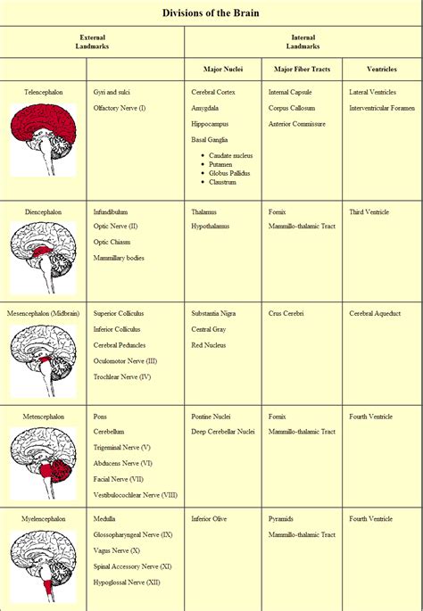 Divisions Of The Brain Prosencephalon ... - Nervous System - Neuroanatomy