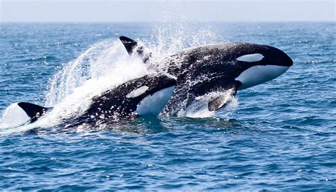 Killer whale skin disease worries scientists - Futurity