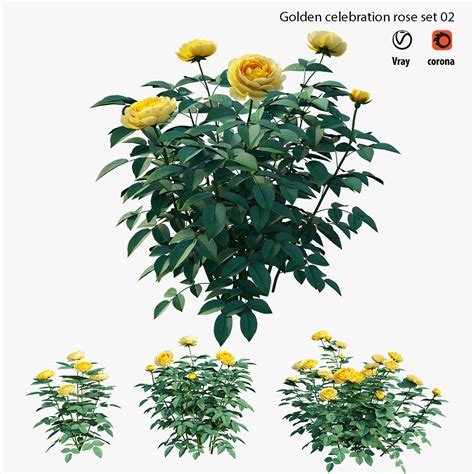 Golden celebration rose 02 :: Behance