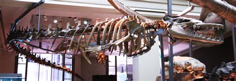 Basilosaurus Profile: One of the First Whale Species on Record