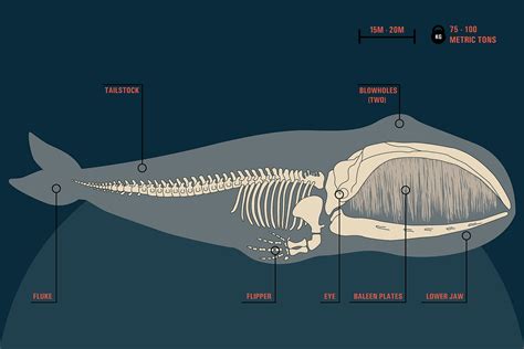 Baleen Whale Anatomy - Calm Water = Calm Whales, and the Reverse is ...