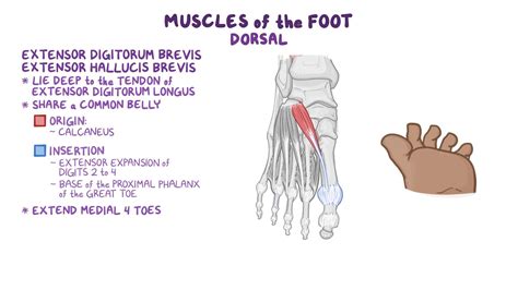 Foot - LoiseAmilee