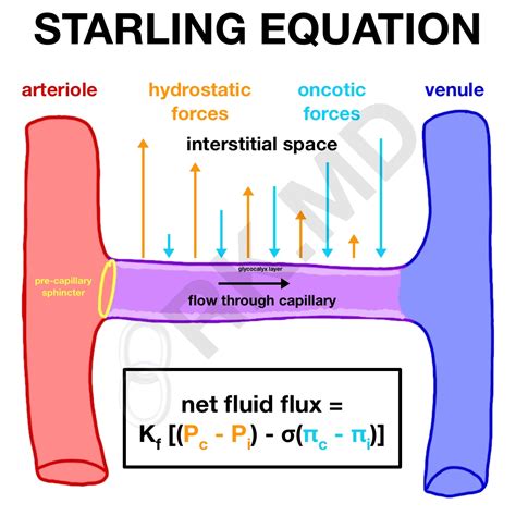 Starling Equation - Hydrostatic and Oncotic Pressures | RK.MD