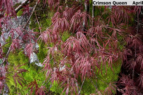 Acer palmatum var. dissectum 'Crimson Queen' | Wholesale Nursery ...