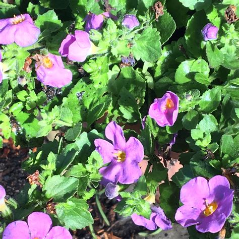 Bacopa Cabana 'Pink', Bacopa Cabana 'Pink' in GardenTags plant encyclopedia