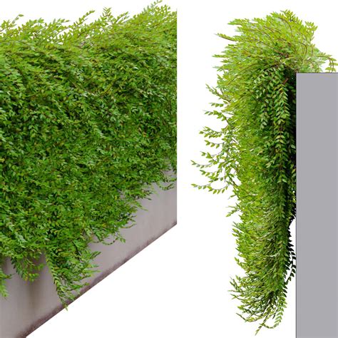 3D Phyllanthus Myrtifolius - TurboSquid 1941397