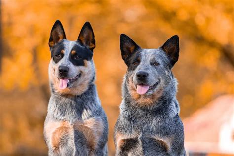 The Top 10 Best Blue Heeler Breeders In The U.S.