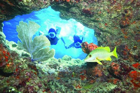 Snorkeling Coral Reef