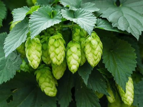 Backyard Hops Plants - Where To Get Hops Rhizomes