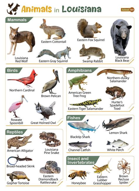 Swamp Animals List