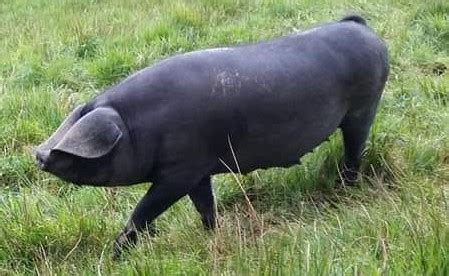 Large Black Pig - Irish Pig Society