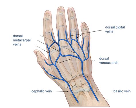 palmar metacarpal vein | Hand anatomy, Wrist anatomy, Hand veins