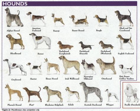 Dog Breed Chart By Size