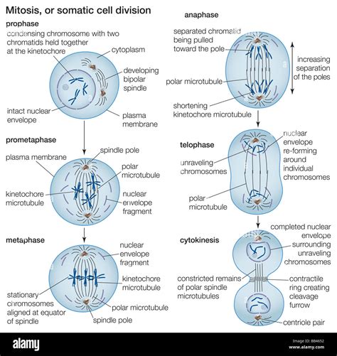 5 Stages Of Mitosis Diagram