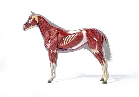 Complete Guide on Horse Muscle [Domestic & Sport]