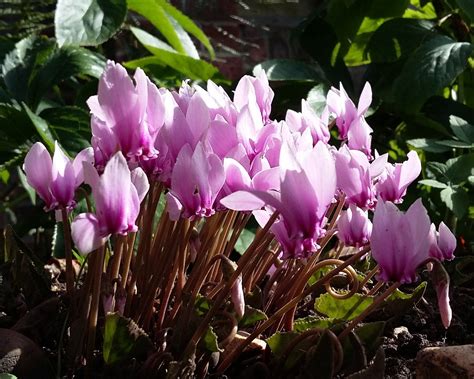 Cyclamen hederifolium bulbs/tubers — Buy 'Sowbread' online at Farmer ...