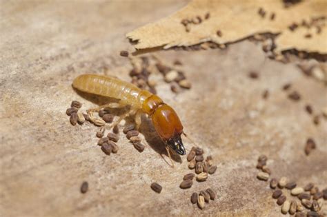 Drywood Termites Are Swarming! | Mills Pest Management