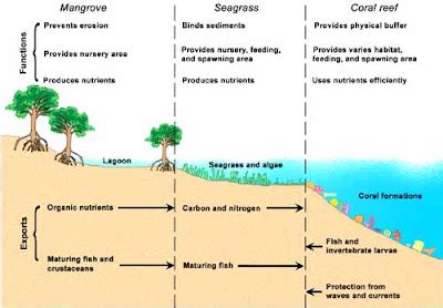 Pengenalan Ekologi Laut Tropis ~ Abdan Marine Scientist