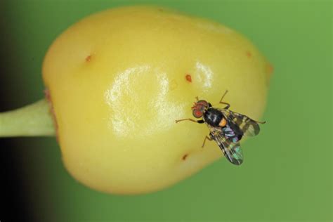 Cherry fruit fly: identification & treatment - Plantura