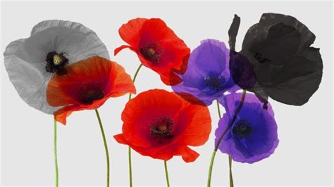 Remembrance Day Poppy Colours Meaning - patriotusa