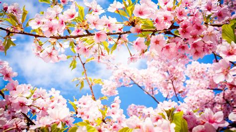 Download Cherry Blossom Tree Leaves Sky Wallpaper | Wallpapers.com