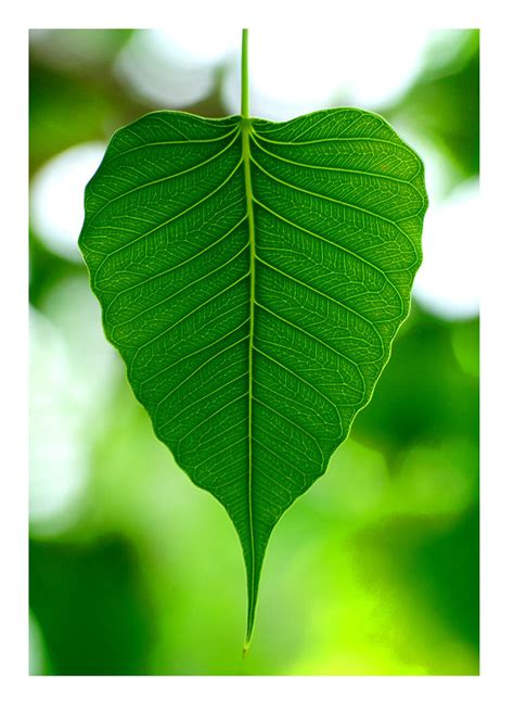 banyan leaf by pretheesh on DeviantArt