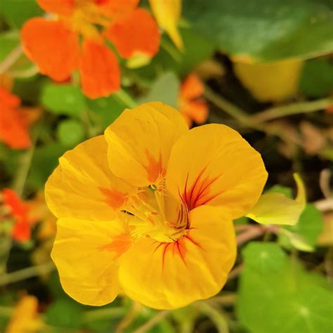 Edible nasturtium seed recipes - Wild Walks Southwest