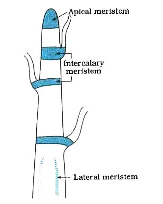 Meristematic Tissue In Plants Diagram