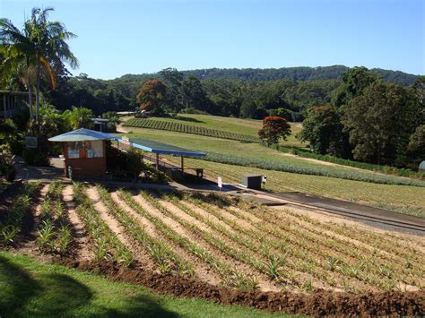 Big Pineapple plantation | Queensland Places