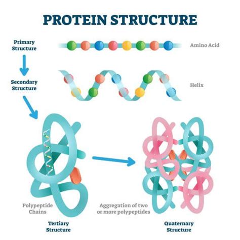 Quaternary Structure Of Protein Diagram