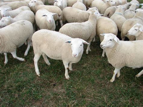 Dorper Sheep: Truths and Myths - Cornell Small Farms