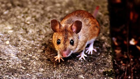 Identify the Presence of Rats in Attic -Safe Pro Pest Control