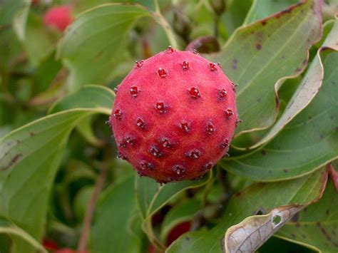 kousa dogwood fruit ( I don't know if it's poisonous!) | Kousa dogwood ...