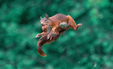 Photos of Squirrels Jumping with Nuts | PetaPixel