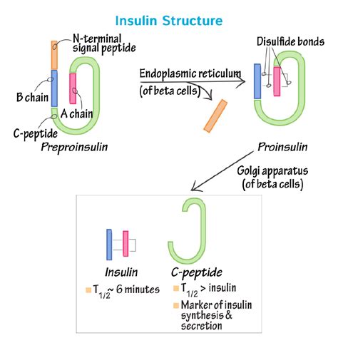 Biochemistry Glossary: Insulin | Draw It to Know It