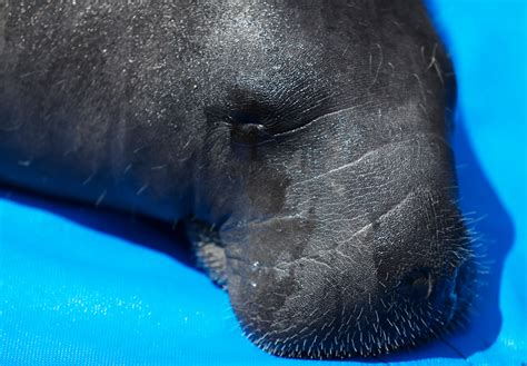 Myerslee the manatee was released in Cape Coral after rehab at Zoo Tampa