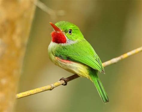 Wildlife Holidays in Jamaica for 2024/25 - Naturetrek