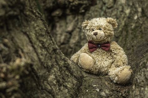 Cute Teddy Bear Wallpaper, HD Other 4K Wallpapers, Images and ...