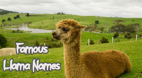 20+ Famous Llama Names That Will Inspire You | PetPress