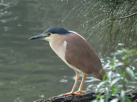 Nankeen Night Heron (seen during the day!) | This is a beaut… | Flickr