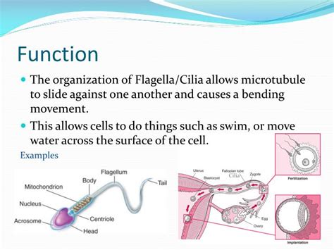 PPT - Flagella & Cilia PowerPoint Presentation - ID:2324606