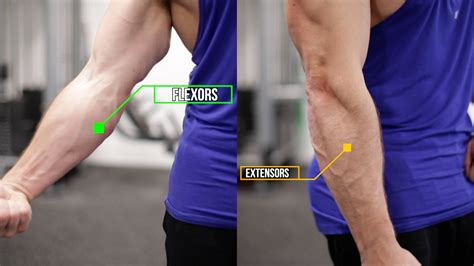 forearm flexors exercises > OFF-58%