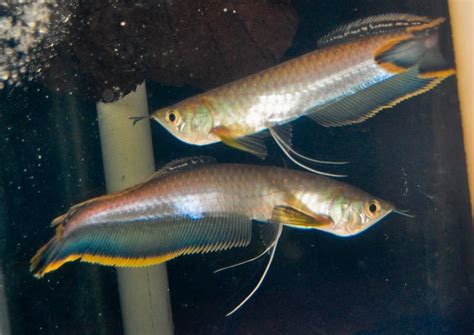 Black / Blue Arowana (Osteoglossum ferreirai) - Aqua Imports