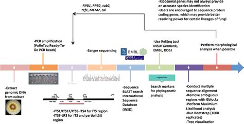 Figure 6 from Fungal Identification Using Molecular Tools: A Primer for ...