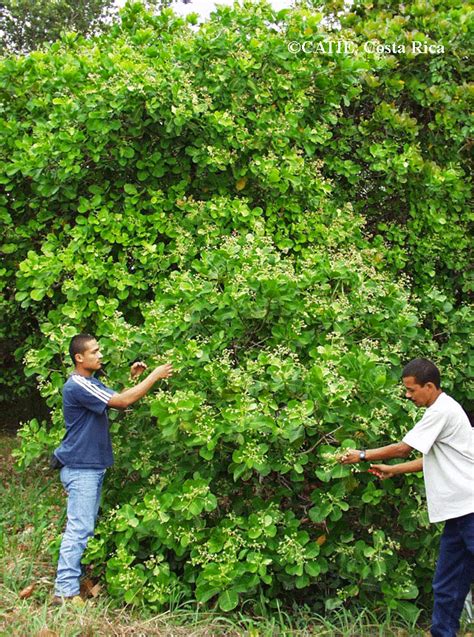 Anacardium occidentale | TRAMIL